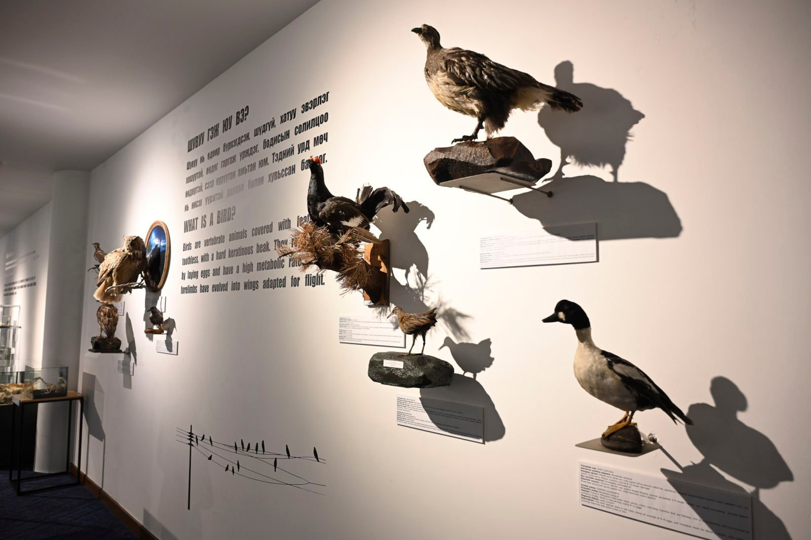 Unveiling nature’s palette at Chinggis Khaan National Museum